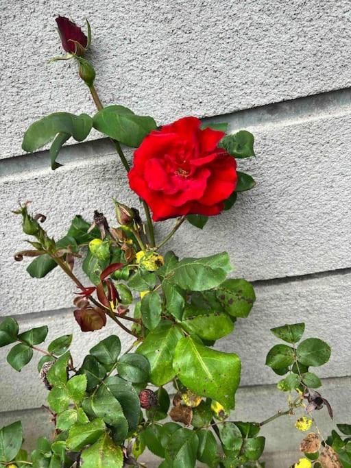 Gite De La Petite Fourmy Saint-Sulpice-les-Feuilles Exteriör bild